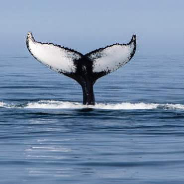 humback whale tale